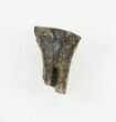 Rooted Leptoceratops Tooth - Montana #30504-1